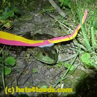 /home//u458753944/public_html/sourcegallery//Frogs/More bullfrogs/P7010215.JPG